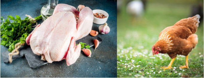 Superfood65 British Free Range Chicken with Ginger, Pomegranate, Kale, Artichoke & Blueberry