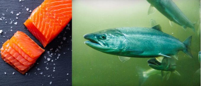 Superfood 65 Salmon with Dill, Spinach, Fennel, Asparagus & Tomato